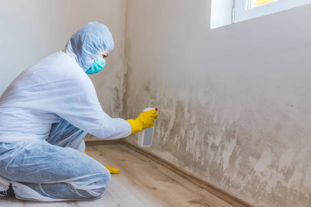 Licensed Commercial Mold Remediation service in Fort Hill, PA - WQB Mold Removal