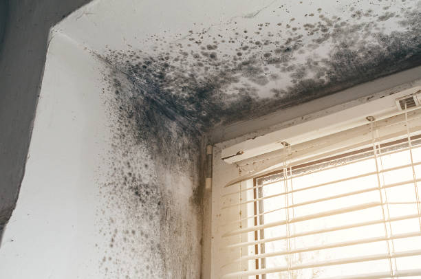 Affordable Commercial Mold Remediation solutions in Fort Hill, PA